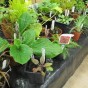 Never mind the rain – support our Plant Sale!